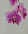 Orchid, Don Quartey