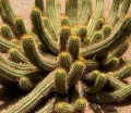 Cactus, Tomoghno Ghose