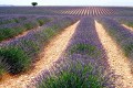 Lavender Field, Michael Hope