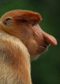Proboscis Monkey, Grace Kwong