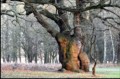 Ancient Oak Tree, Wally Conquy