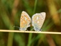 Common Blues Mating, Paul Heester