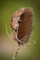Harvest Mouse (Micromys minutus), Rose Atkinson