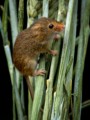 Harvest Mouse, Mike Farley