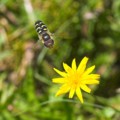 Hoverfly, Paul Heester