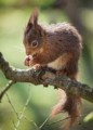 Red Squirrel (Sciurus vulgaris), Rose Atkinson