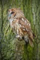 Tawny Owl (Strix aluco), Rose Atkinson