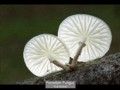 Porcellain Fungus, Tina Nuthall