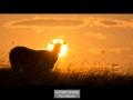 Sunset Sheep, Paul Heester