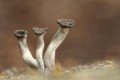 New Forest Fungi, Tina Nuthall