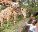 Feeding the Giraffes, Jackson Mabwai