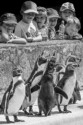 Peckish Penguins, Sandra Weeks