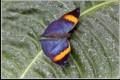Ron Barker, Indian Leafwing