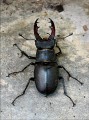 Roy King, Stag Beetle