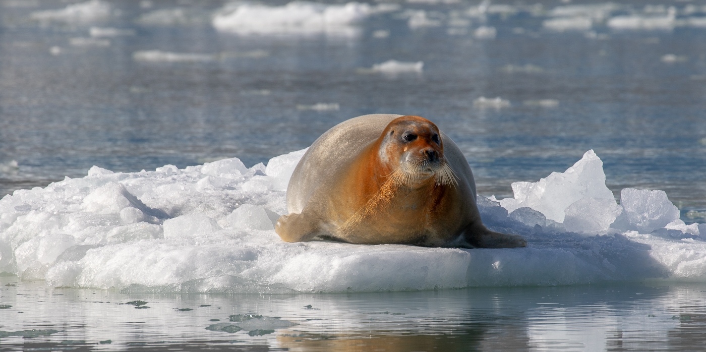 Open-Competition Graham-Cluer Bearded-Seal-On-Iceberg 1 9