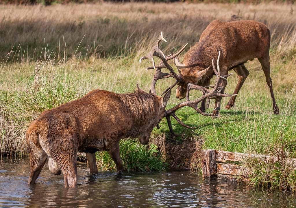THE RUT