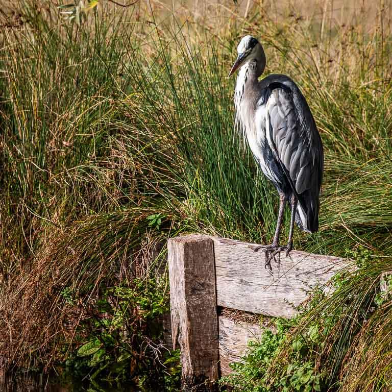 Grey Heron
