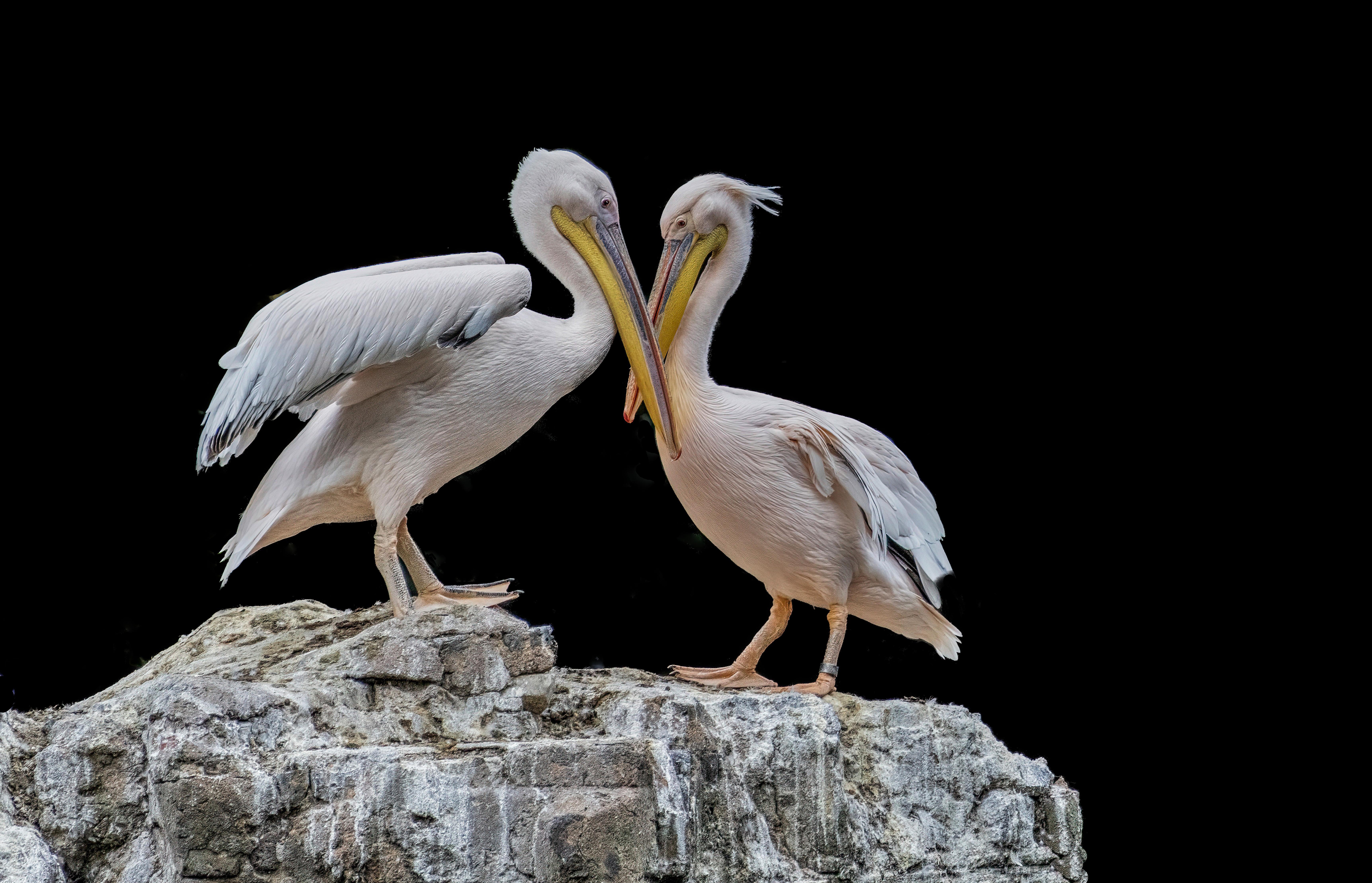 pelicans in St James's Park