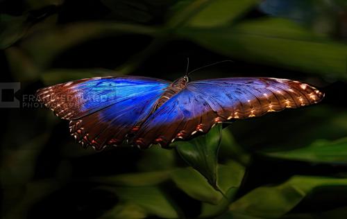 Blue-morpho