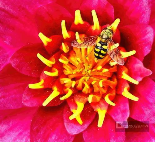 Lilly-and-Hoverfly